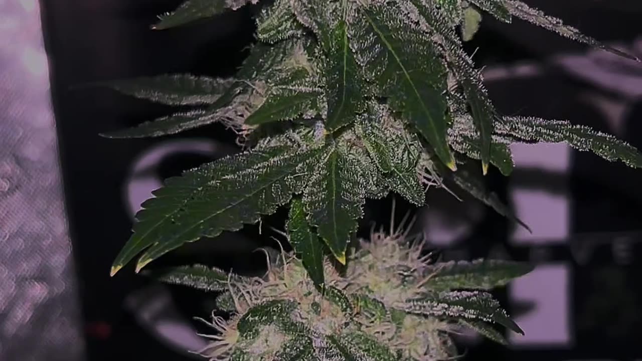 James Loud Genetics Feel The Rainbow