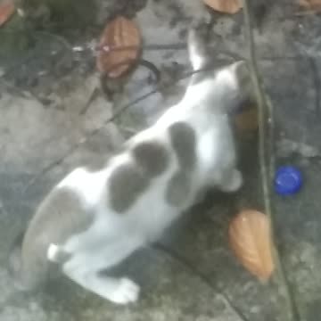 See extra village cat