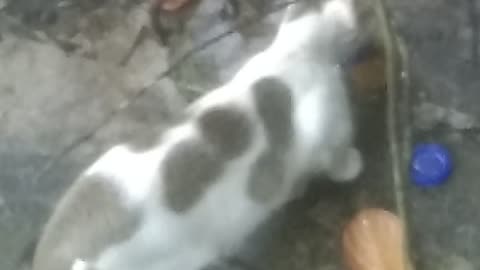 See extra village cat