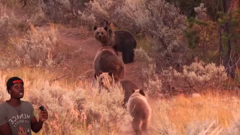 🧠✨ Meet 'The Boss' — The Legendary Grizzly of Banff! | FeedMyCuriosity