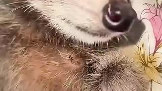 The girl found a small raccoon after taking a walk in the suburbs