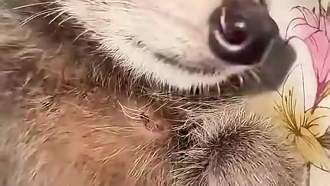 The girl found a small raccoon after taking a walk in the suburbs