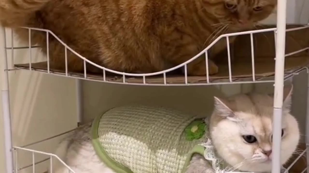 A few cute kittens.
