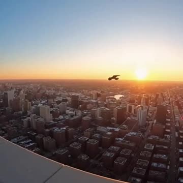 Skyline Falcon Release