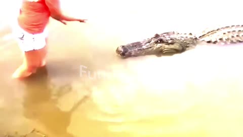 Florida Woman Close Encounter A Ginormous Alligator! #shorts #wildlife #viral