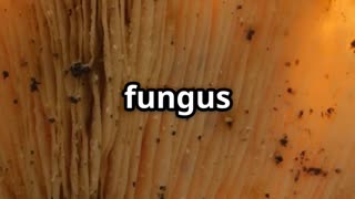 🧠🍄 Zombie Ant Fungus Nature’s Creepy Mind Control! 🍄🐜💀
