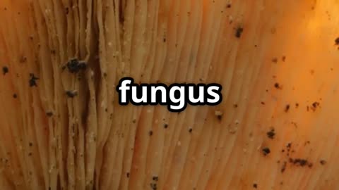 🧠🍄 Zombie Ant Fungus Nature’s Creepy Mind Control! 🍄🐜💀