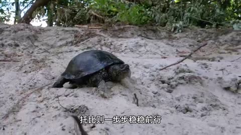 The Tortoise Who Never Gave Up