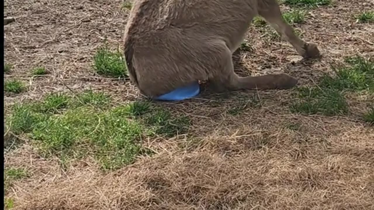 Donkey had the weirdest reaction😛 to his new Jolly ball