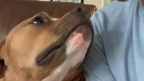 Dog's Comedy Videos 🤣 so cute videos 😍 funny videos 🤣