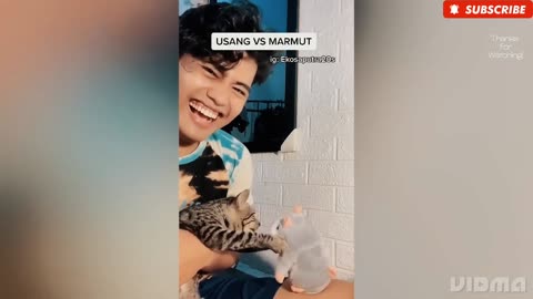 Best Funny Cats/Dogs Videos 2023 😹 - Funny Animals Compilation 😹😂