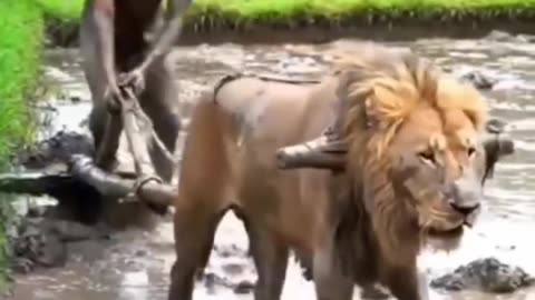 Real action scene shorts viral video