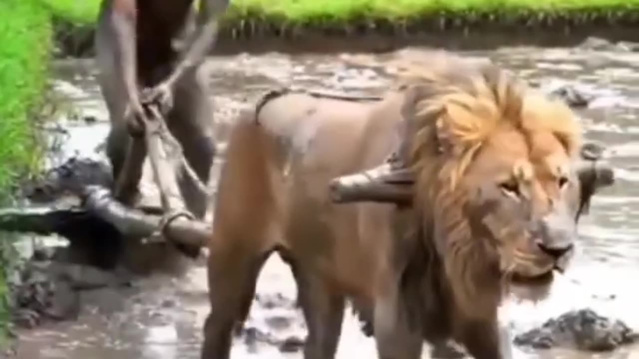 Real action scene shorts viral video