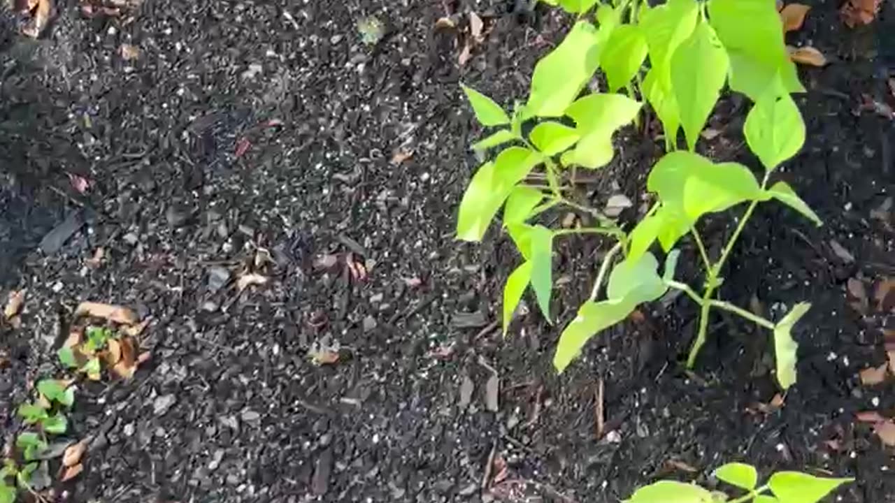 Garden 2025 UPdate #7