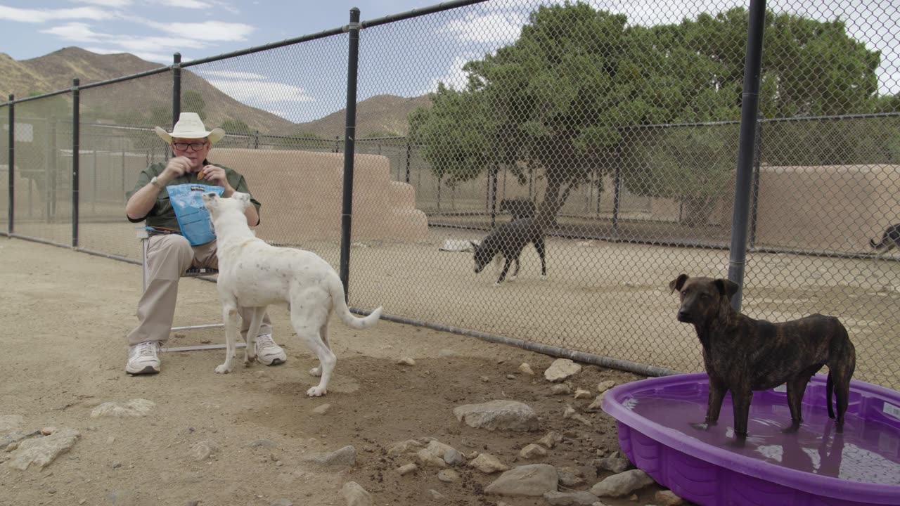 Watch this blind dog who was abandoned in the desert fall in love.
