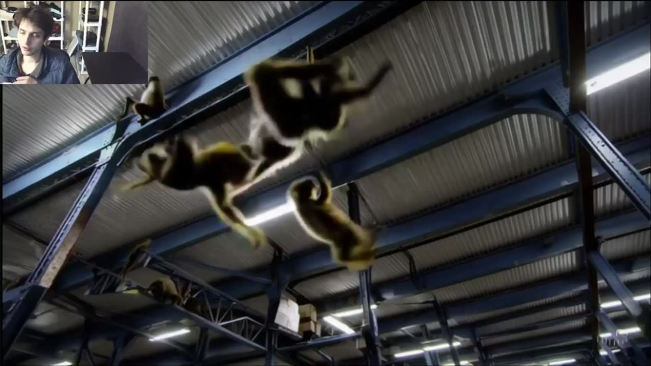 Outtake #1,076 Of Over 10 Monkeys Roam Around A Warehouse Fake Funny Parody Video