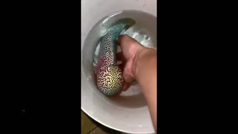 Never saw this before: The appearance of a flowerhorn fish