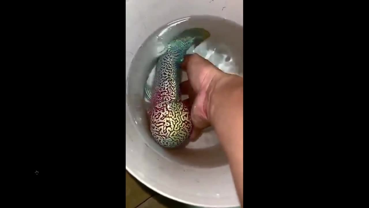 Never saw this before: The appearance of a flowerhorn fish