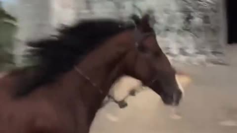 Crazy Horse