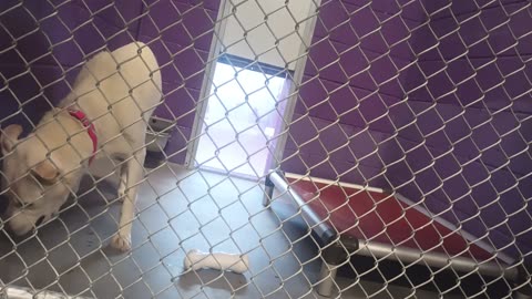 Gucci Bucci 4y Pet Id 948244 kennel 13 HSSAZ shelter some shyness but ~all was pleasing_20250711_931