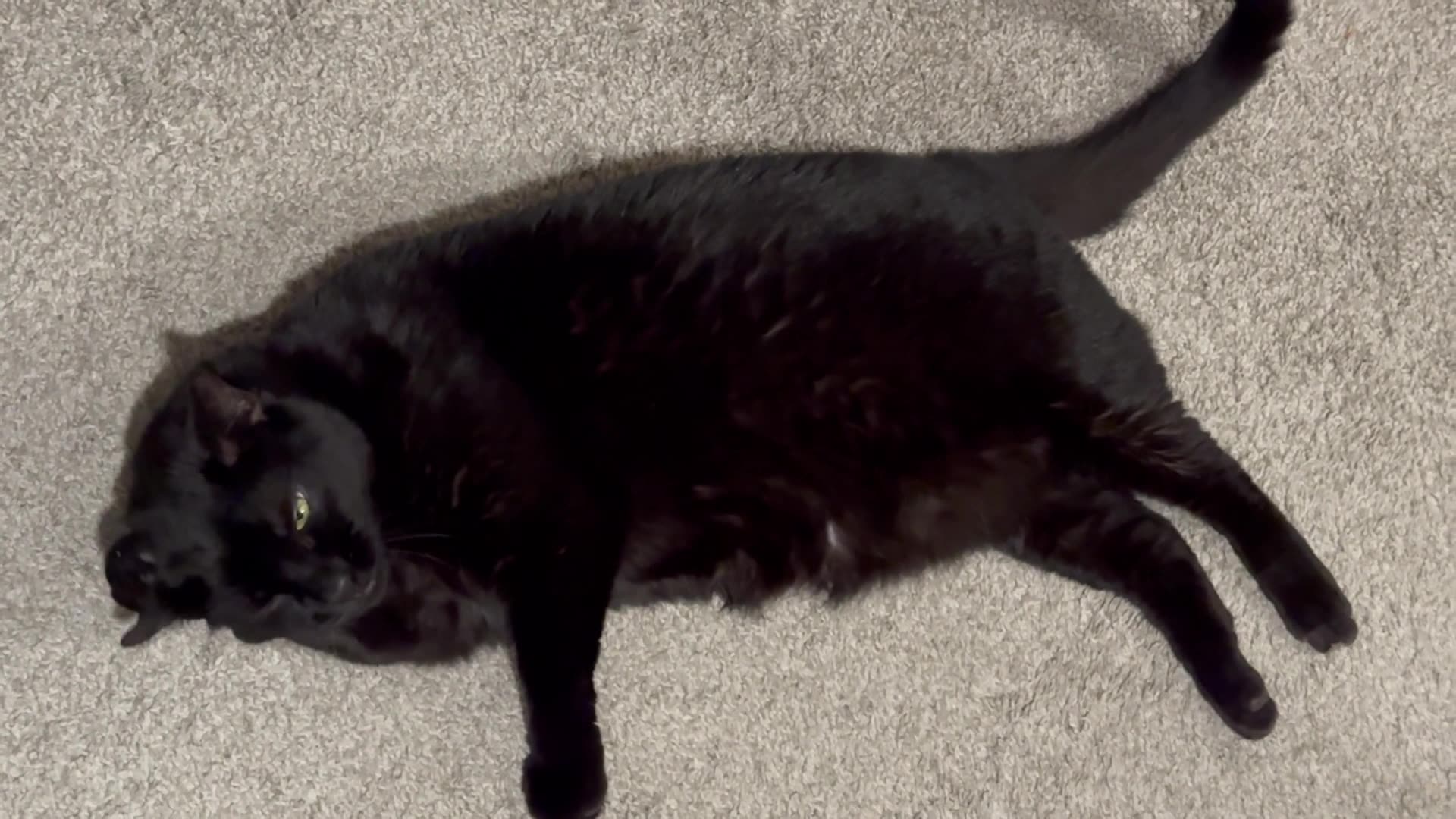 Cute Precious Piper Washes Her Hair and Ear - My Adopted Shelter Cat Vlog