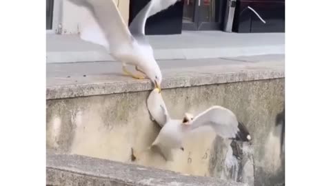 😂🐾 This Lion King Scene Recreation FAILS HARD! | FunFM