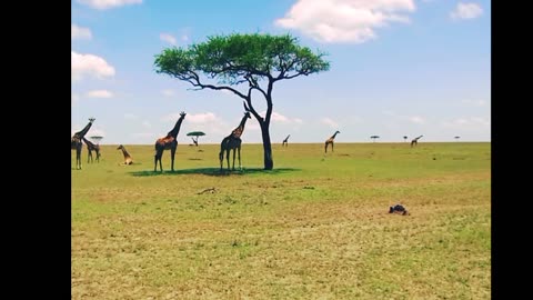 The Tallest Animal on Earth