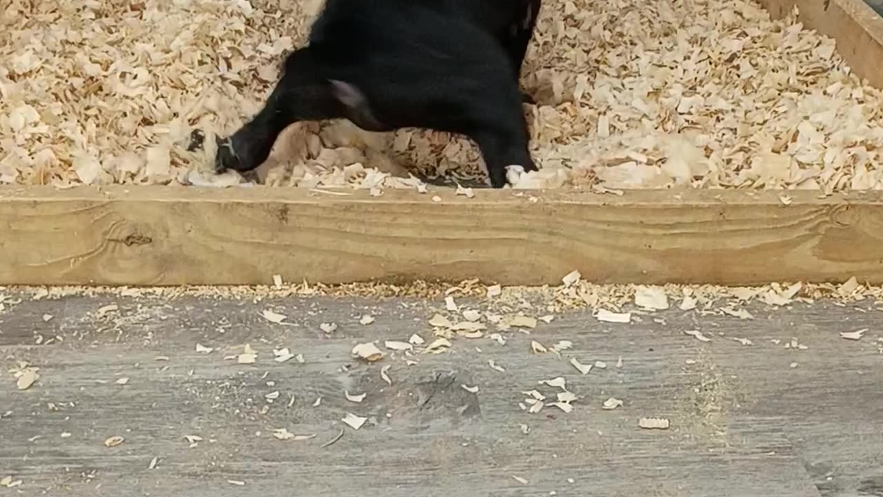 AKC Cane Corso Pups at 8 weeks old