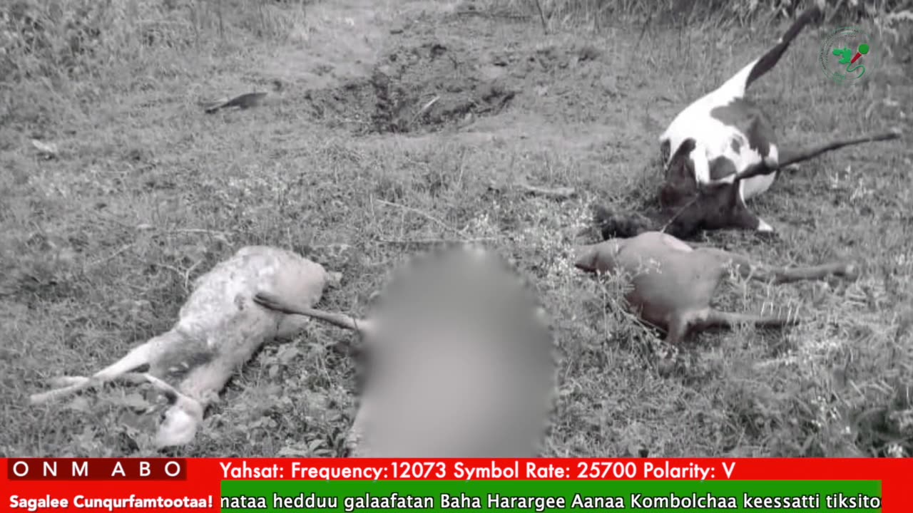 Oduu Ganama ONM-ABO Hagayya 26-2025 itti dhiyaadhaa!