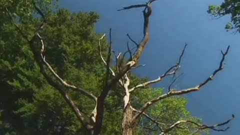 BRETANIA dokument pl