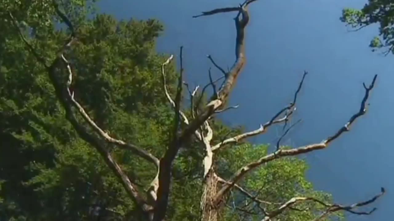 BRETANIA dokument pl