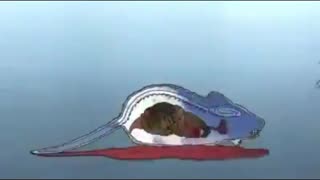 🔥🤬🔥Dr. Christopher Shaw’s Research: Injectable Vaccine Aluminum Causes Rapid Neurotoxicity