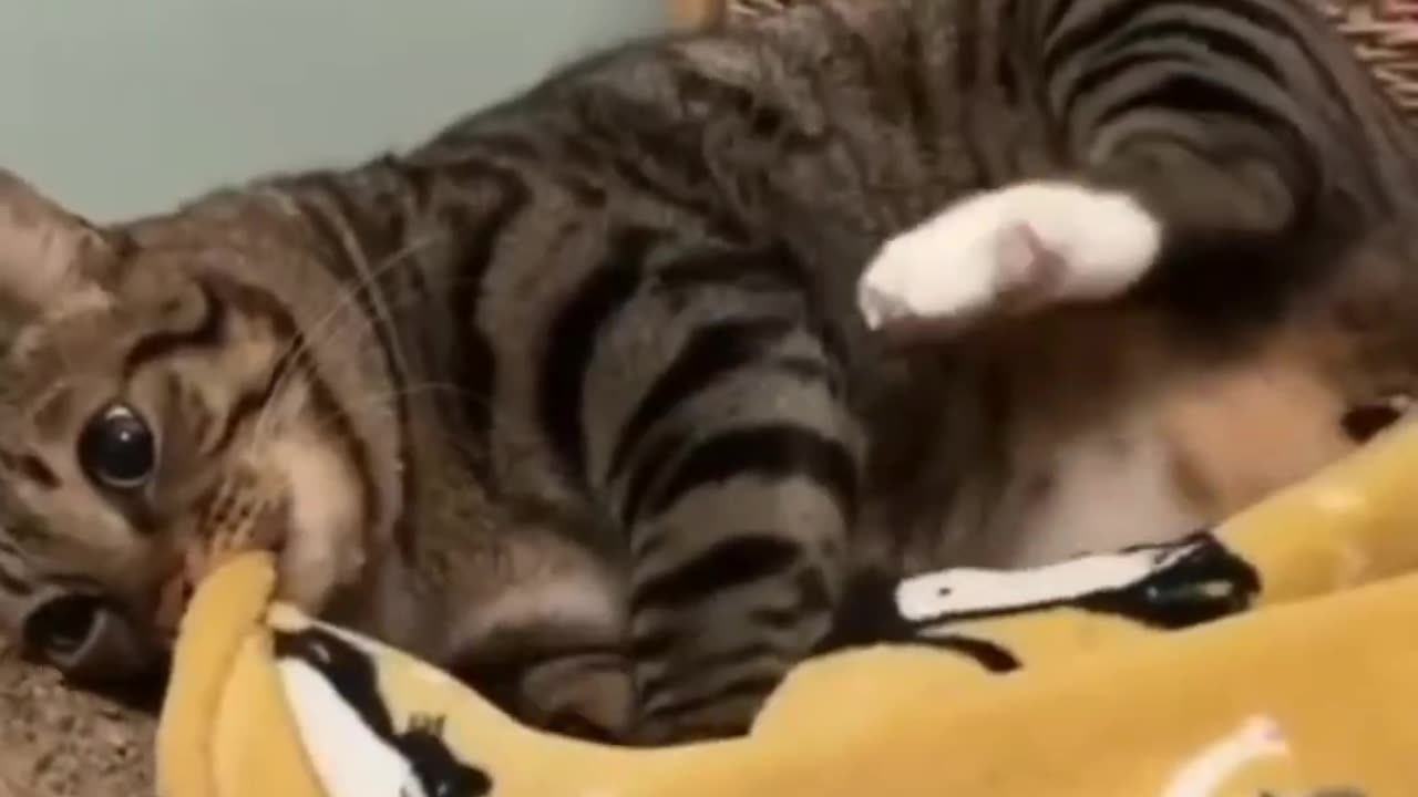 Precious Pets | Whisker-Tickling Laughs Inside 😻🎉