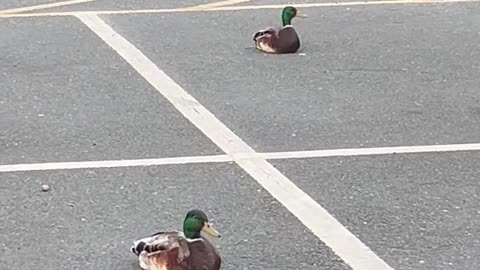 Quack Parking