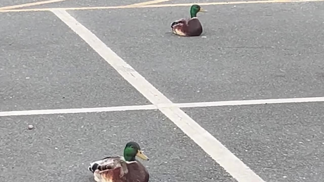 Quack Parking