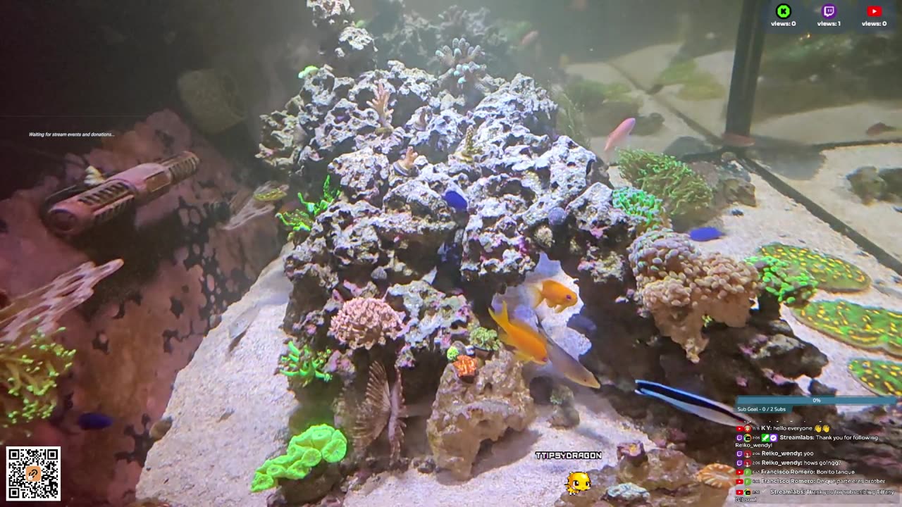 24/7 Real Live Reef Stream