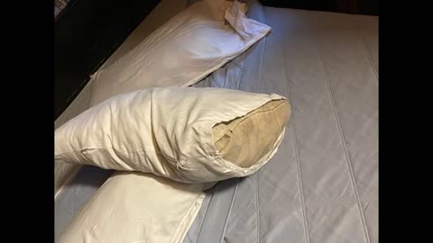 A comedy song about Jehovah's Witnesses: Pillow Washing Man