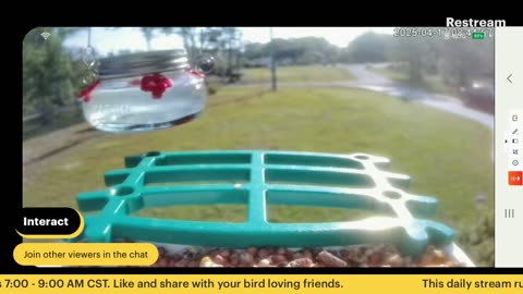 Bird Feeder Live 4-17