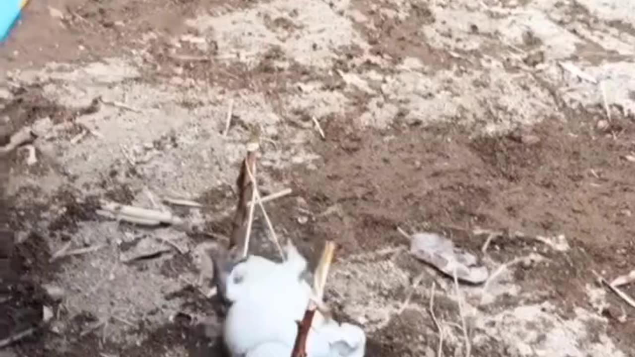 Frog funny video (720p)hd