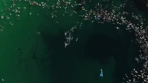 The Bondi Beach surfing community held a “paddle out” memorial to honor the victims