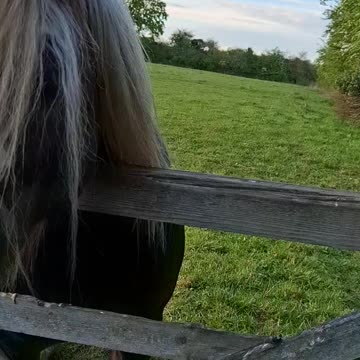 Friendly Ponies