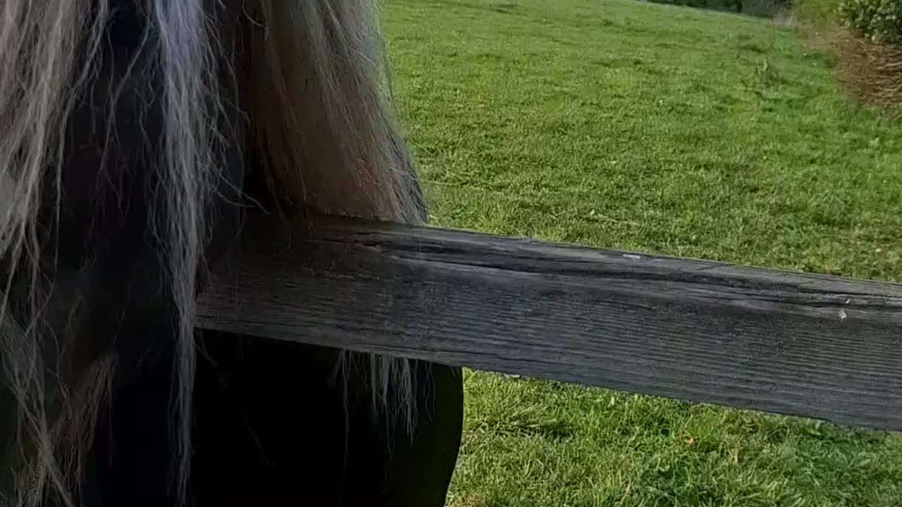 Friendly Ponies