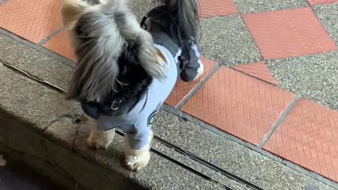 Officer Paws The Police Dog