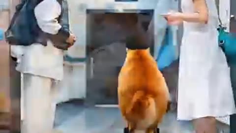 Theft Cat!