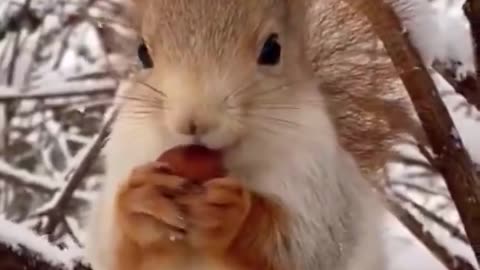Squirley