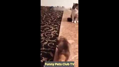 Funniest CATS and DOGS 2024 Videos😅 Best Funny Animal Videos