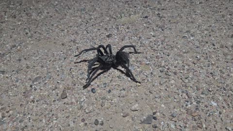 Tarantulas are out.