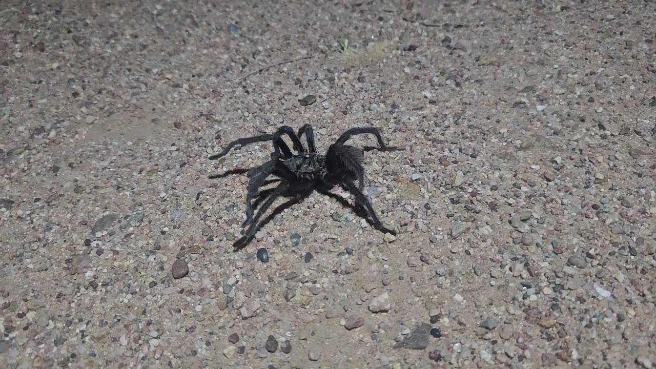 Tarantulas are out.