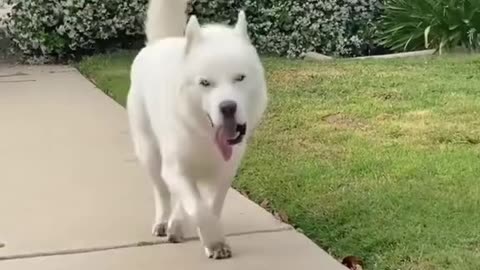 Happy dogs