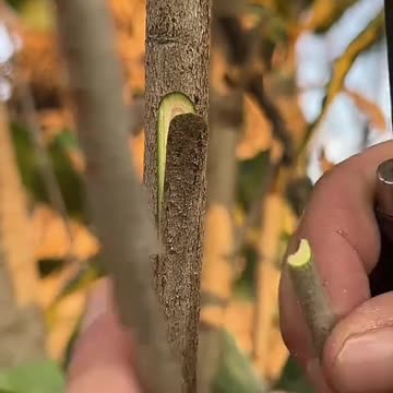 How to Breeding Part-10